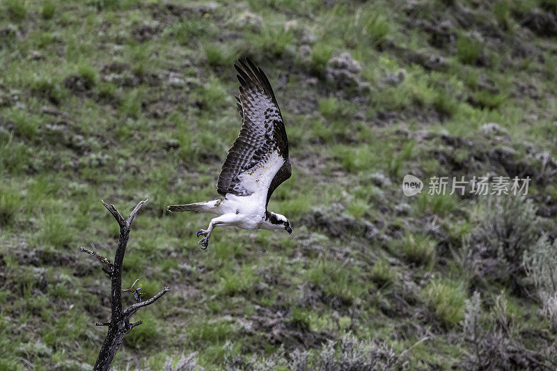 鱼鹰(Pandion haliaetus)，也被称为海鹰、河鹰和鱼鹰，是一种昼夜活动的，以鱼为食的猛禽，分布在世界各地。在怀俄明州黄石国家公园的水中发现的。Pandion haliaetus有害无益。寻找食物。